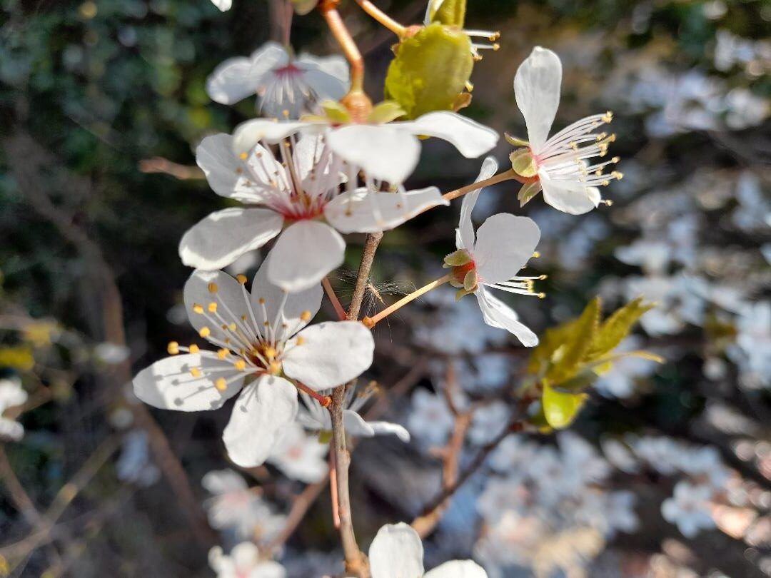 lente bloemetjes